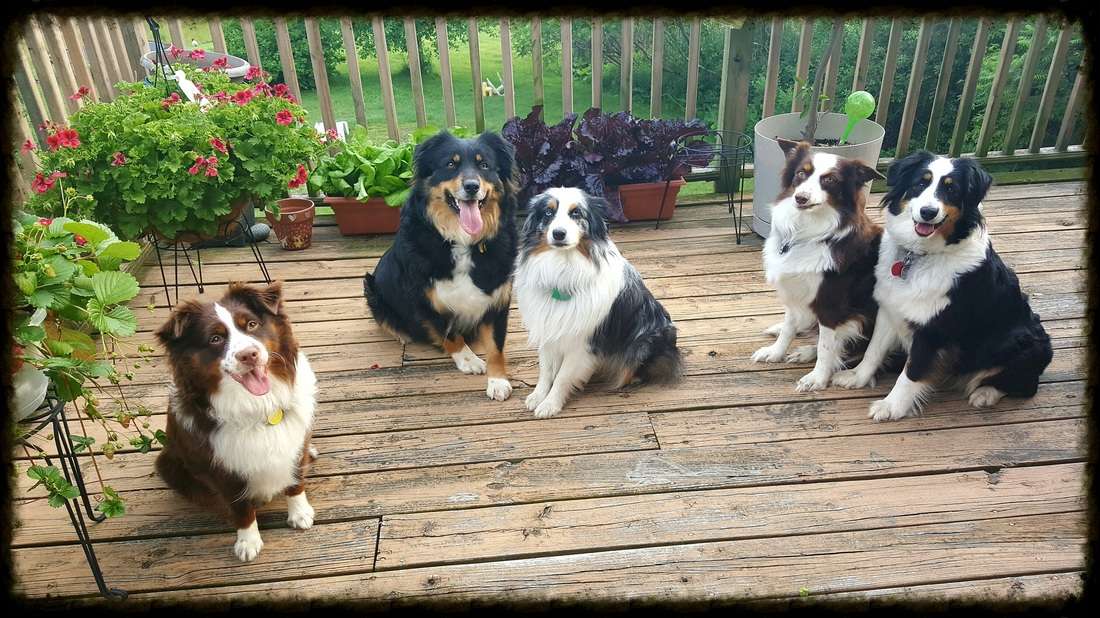 mini aussie adults for sale