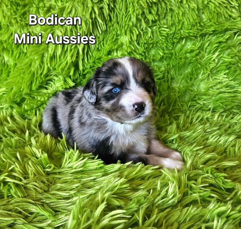 Blue buckaroo mini aussies clearance