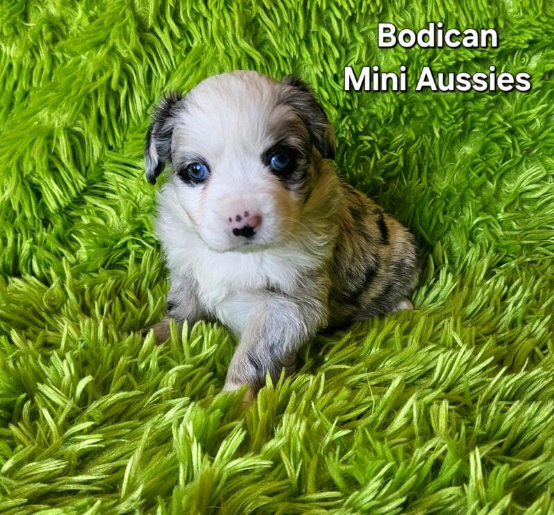 Mini aussie puppies store for sale $500