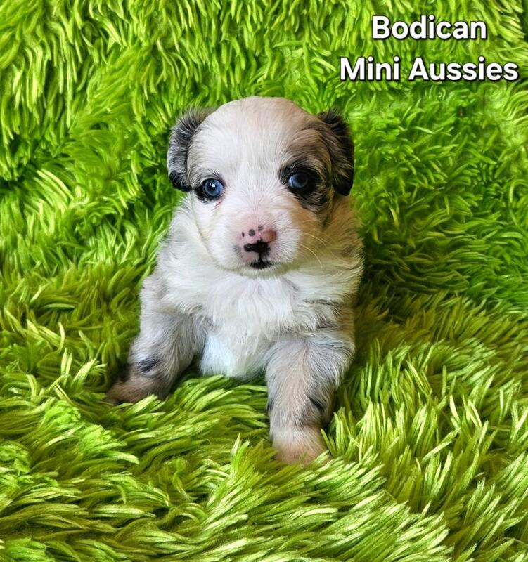 Mini aussie puppies for discount sale $500