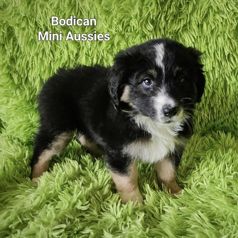 Blue buckaroo hot sale mini aussies